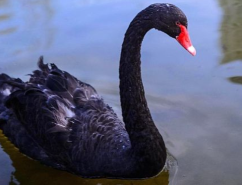 Here’s How to Get Ready for Your Next Black Swan